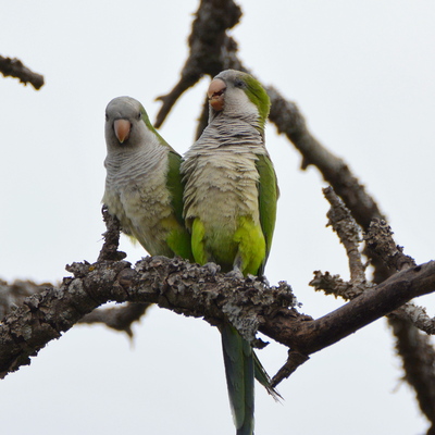 Monk Parakeet (4)